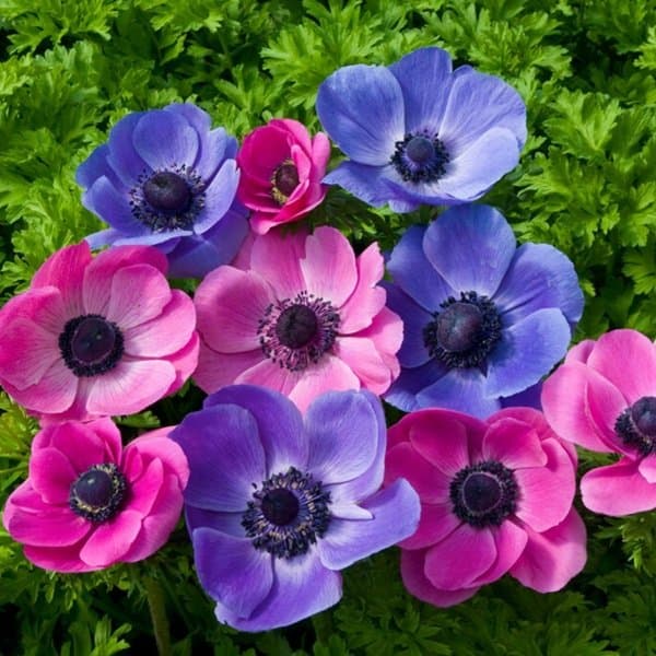 A dark-centred anemone bloom against a soft neutral background