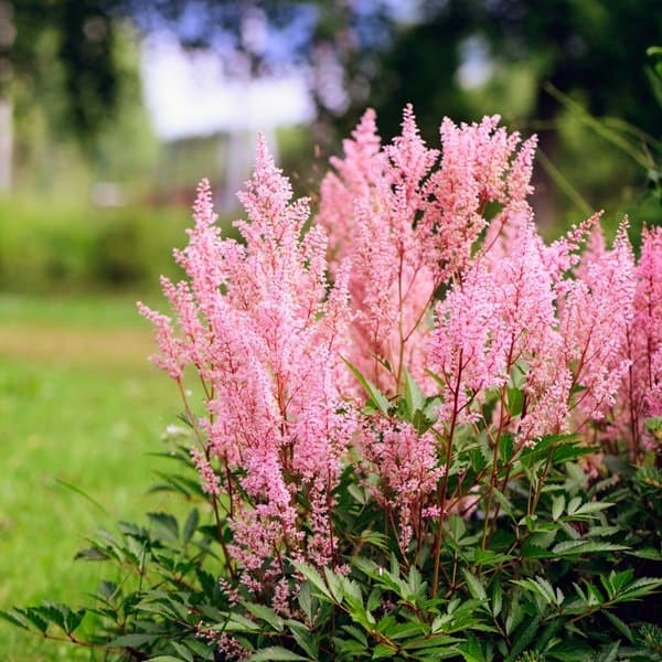 A feathery astilbe plume against a soft neutral background