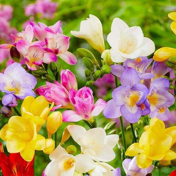 A stem of freesia with clustered florets against a soft neutral background
