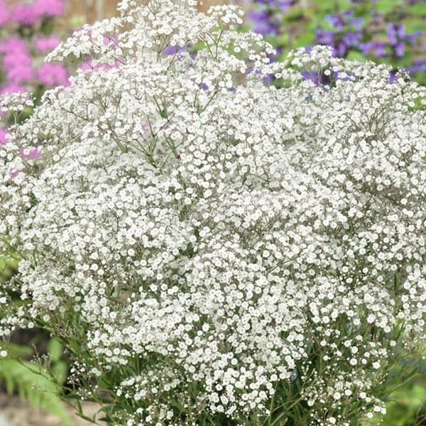 A cloud of gypsophila florets on fine stems against a soft neutral background