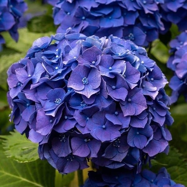 A hydrangea head showing clustered florets against a soft neutral background