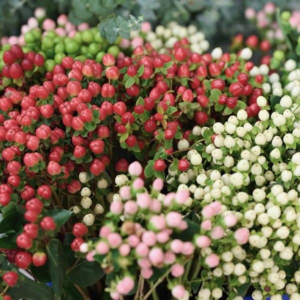 Glossy hypericum berries on a stem against a soft neutral background