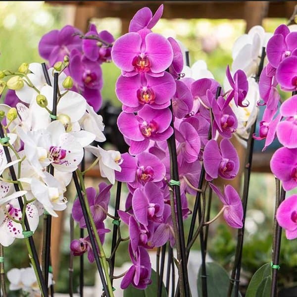 Sculptural cut orchid stems against a soft neutral background