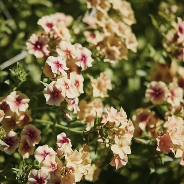 A domed cluster of phlox florets against a soft neutral background