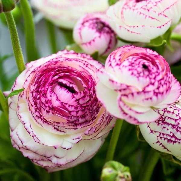 A ranunculus bloom showing its layered petals against a soft neutral background