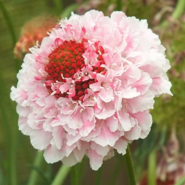 A frilled, domed scabiosa pincushion flower against a soft neutral background
