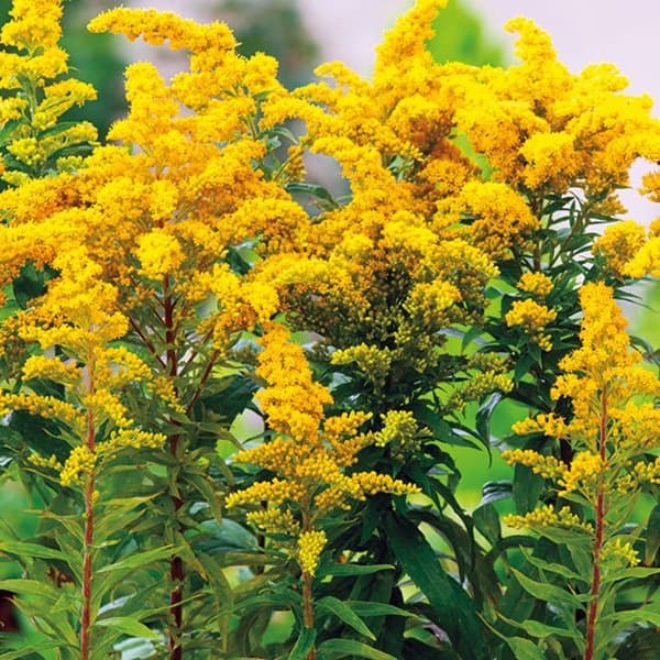 Feathery golden plumes of solidago against a soft neutral background