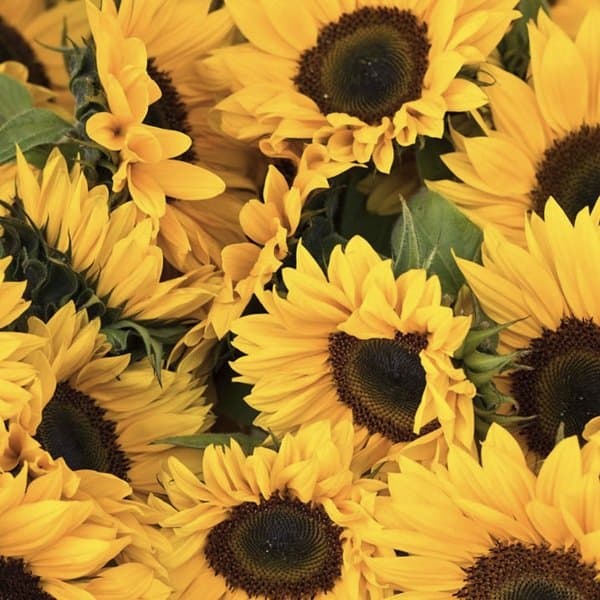 A broad golden sunflower face against a soft neutral background