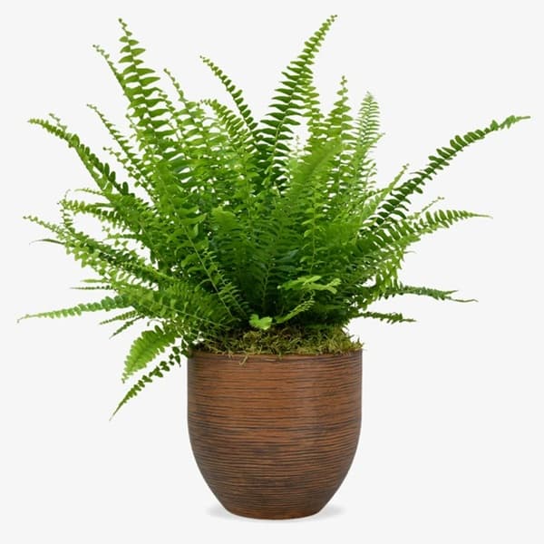 A Boston fern with arching feathery green fronds
