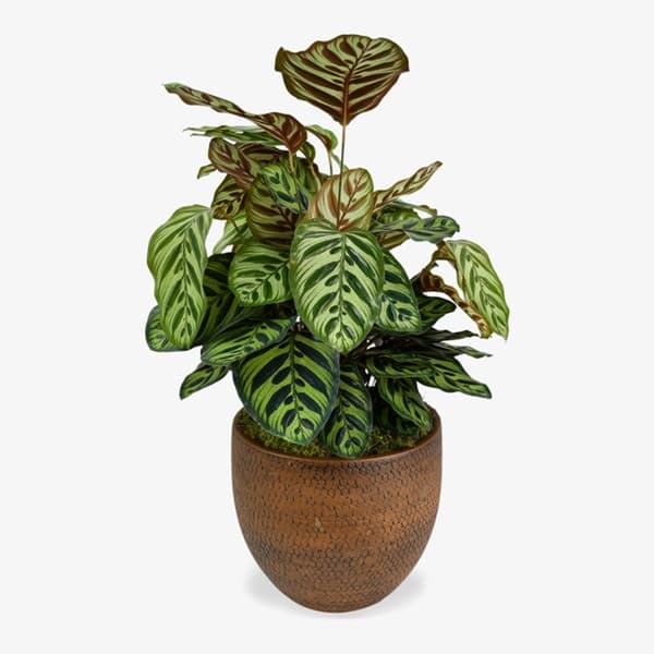 A Calathea makoyana with painterly green markings on pale leaves