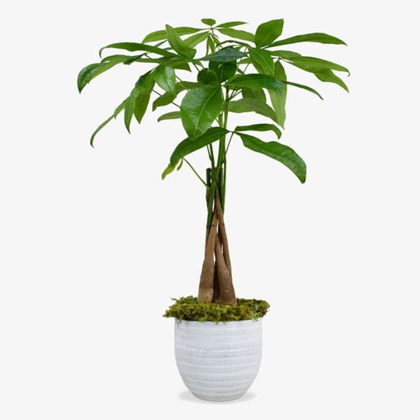 A young chestnut tree in a pot with green pinnate leaves
