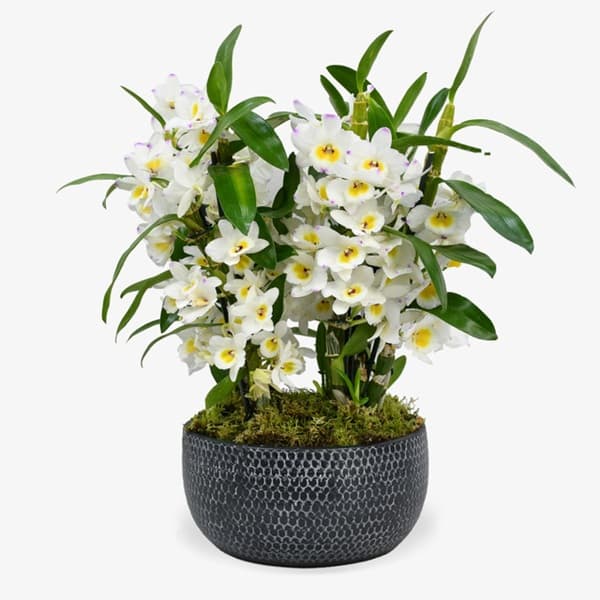 A white Dendrobium orchid with cascading flower sprays on slender canes
