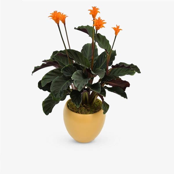 A Calathea crocata with bright orange torch flowers above deep green leaves