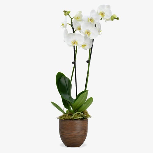 A white Phalaenopsis moth orchid with arching flower spike