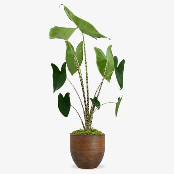 A zebra plant with broad striped green leaves