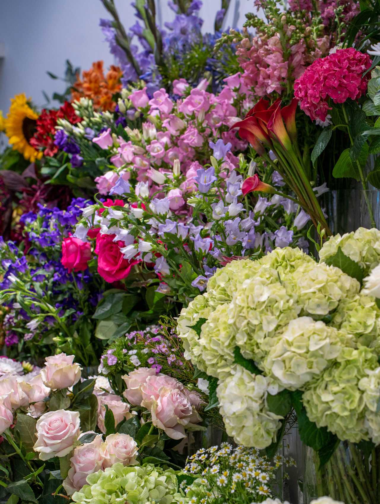 From the Flower Shop - Campanula - Moyses Stevens